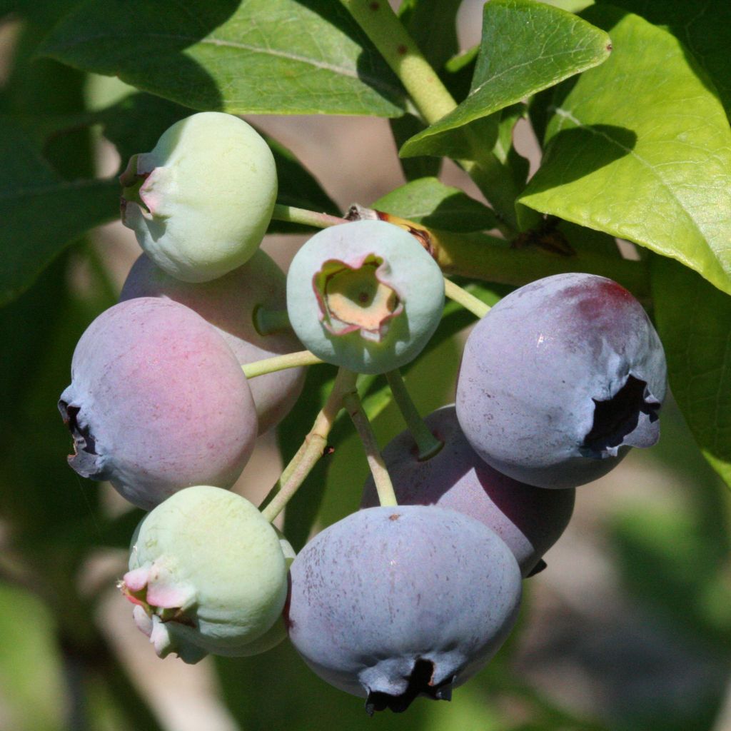 Myrtille Patriot - Vaccinum corymbosum