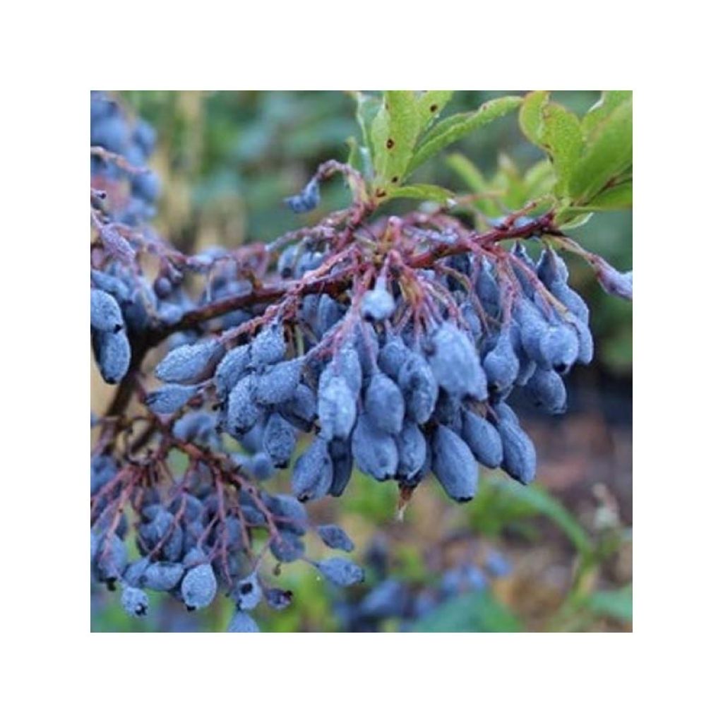 Azoren-Heidelbeere Goutte Bleuef 'Blautropf' - Vaccinium cylindraceum