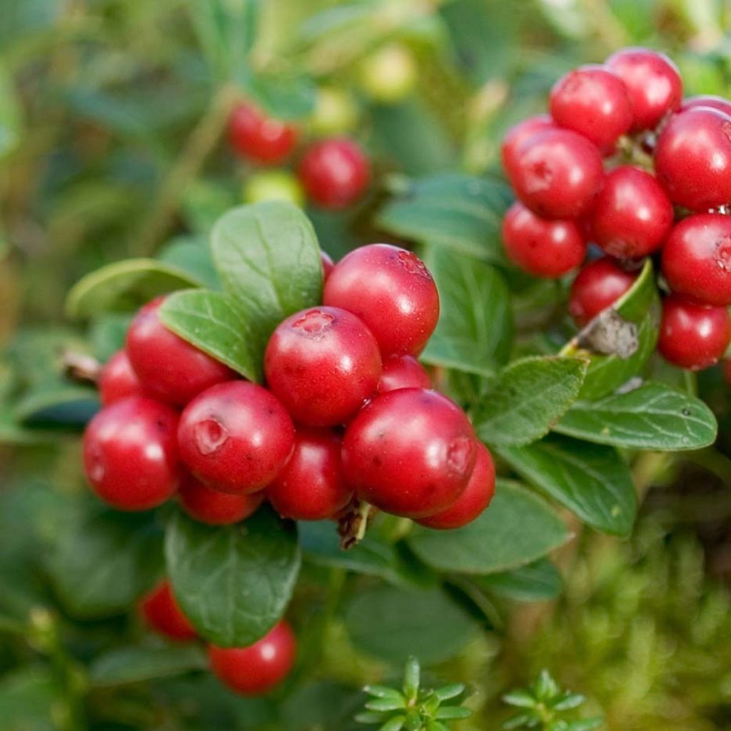 Preiselbeere Red Candy - Vaccinium vitis-idaea