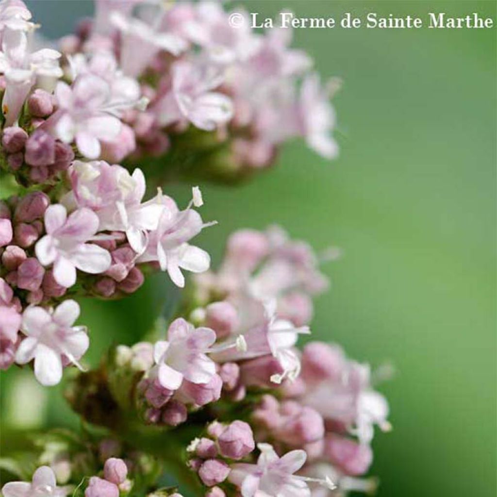 Echter Baldrian - Ferme de Sainte Marthe - Valeriana officinalis