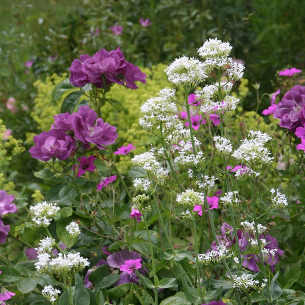 Weißblühende Spornblume Albus - Centranthus ruber