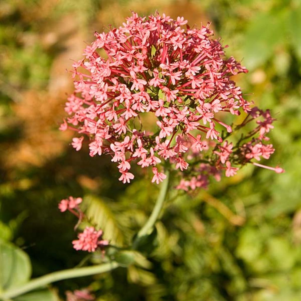 Rote Spornblume Coccineus - Centranthus ruber