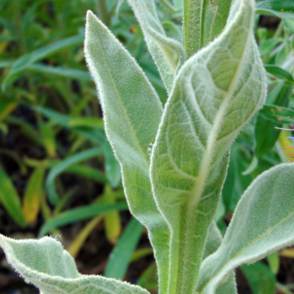 Verbacum thapsus - Molène Bouillon blanc