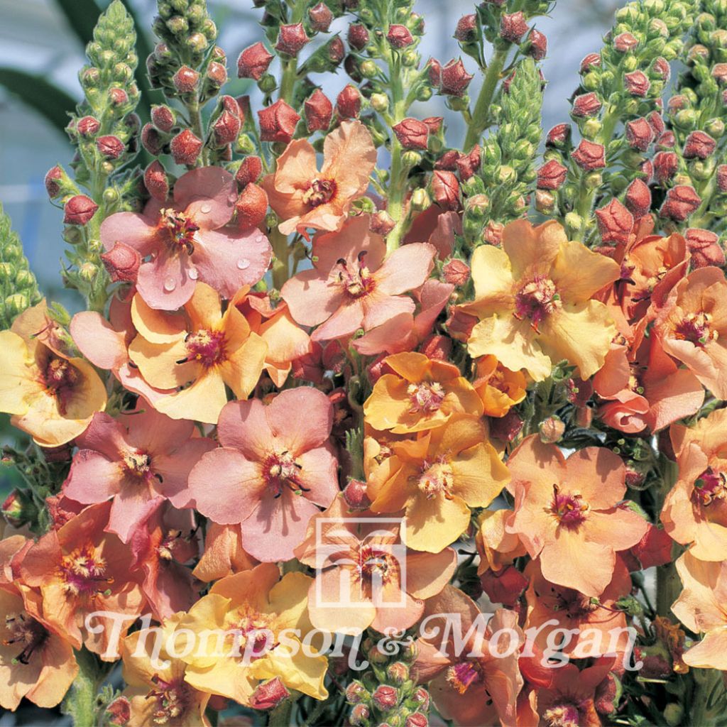 Verbascum Cooper Rose (Samen) - Königskerze