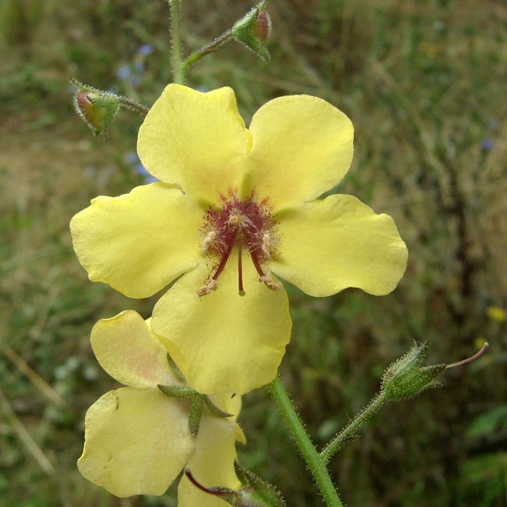 Verbascum Gainsborough - Königskerze