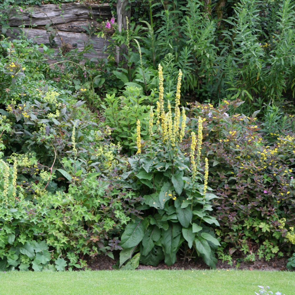 Verbascum Cotswold Queen - Königskerze