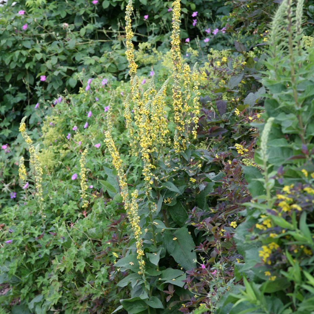 Verbascum Cotswold Queen - Königskerze