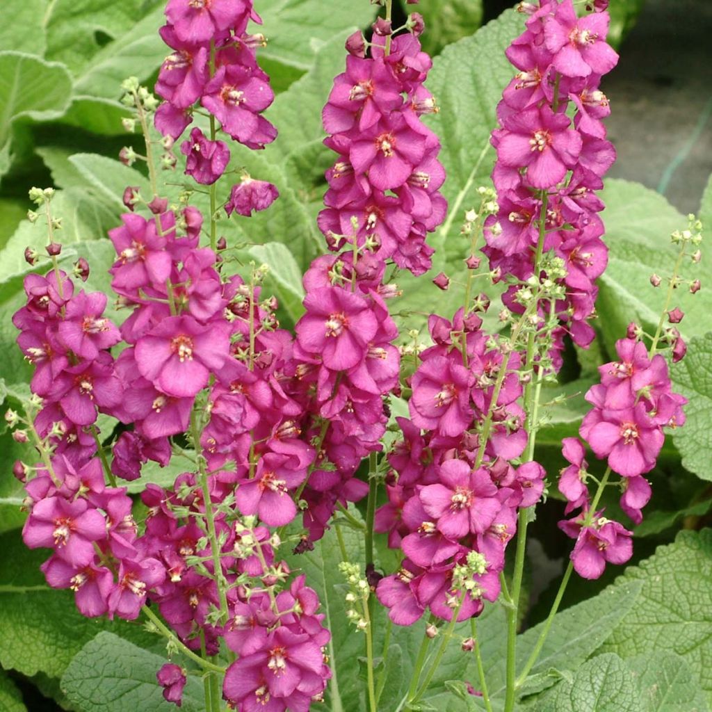 Verbascum Royalty - Königskerze