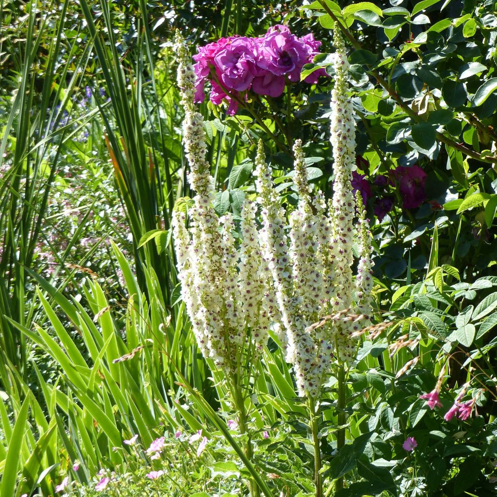 Verbascum chaixii Album - Österreichische Königskerze