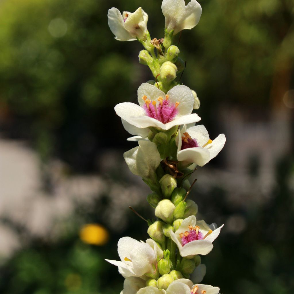 Verbascum chaixii Album - Österreichische Königskerze