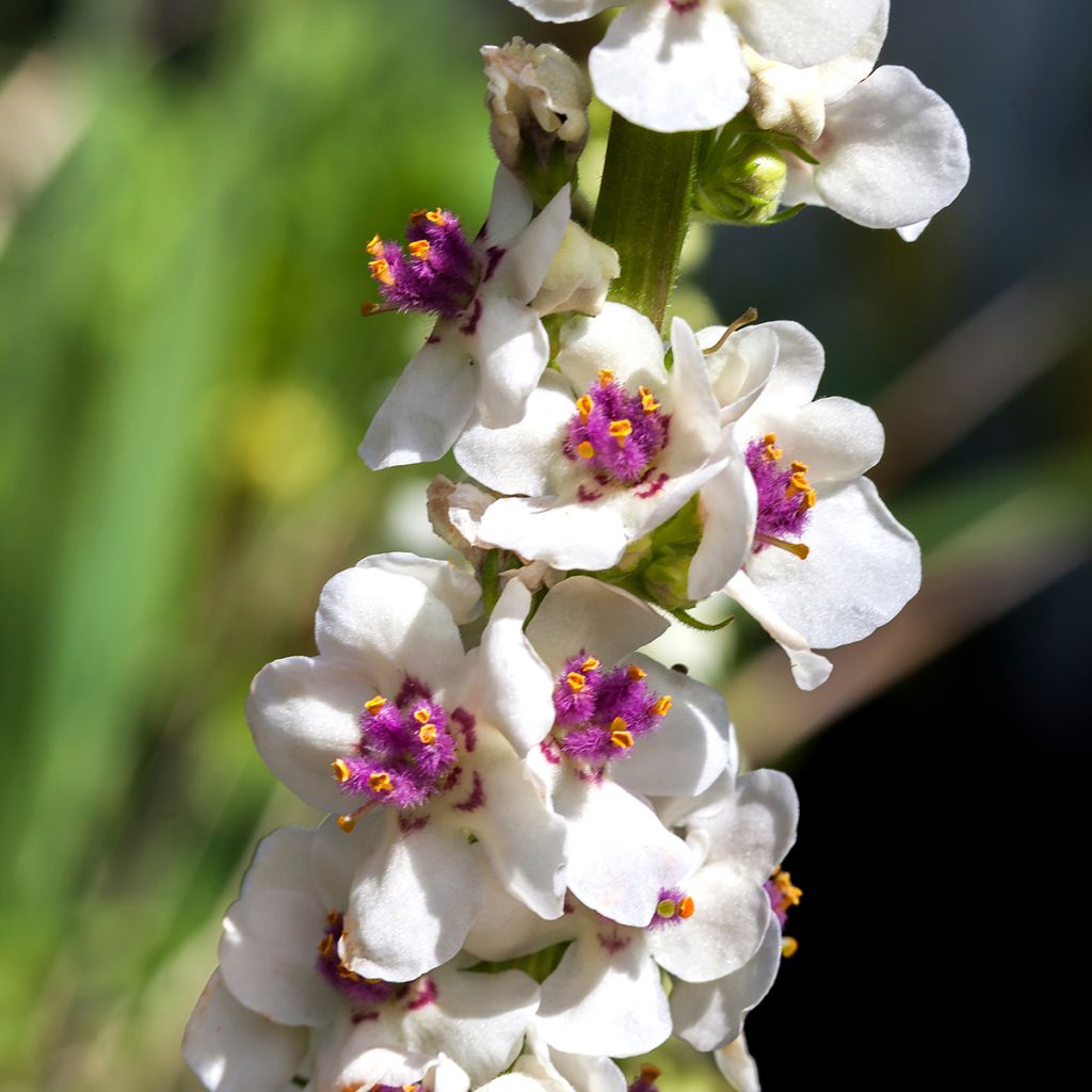 Verbascum chaixii Album (Samen) - Österreichische Königskerze