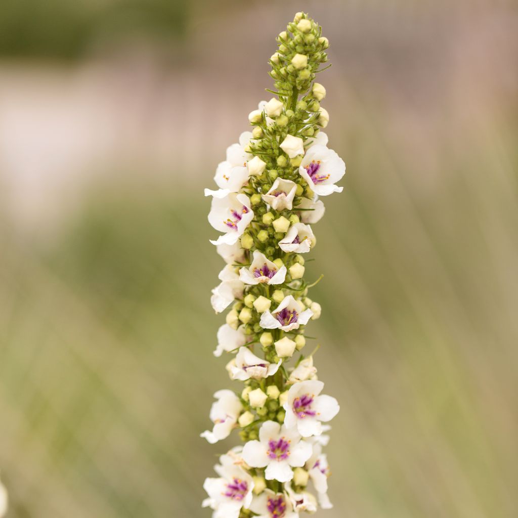 Verbascum chaixii Album (Samen) - Österreichische Königskerze