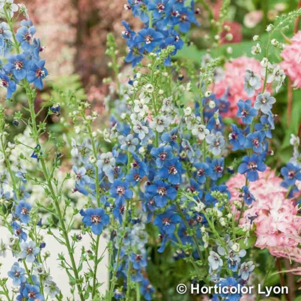 Verbascum Blue Lagoon - Königskerze