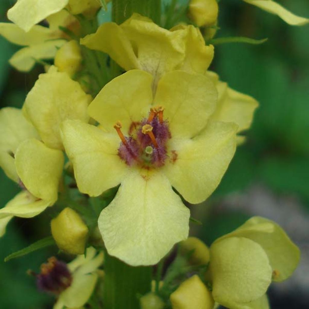 Verbascum Cotswold Queen - Königskerze