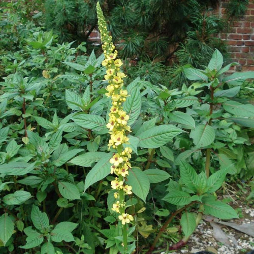 Verbascum Cotswold Queen - Königskerze