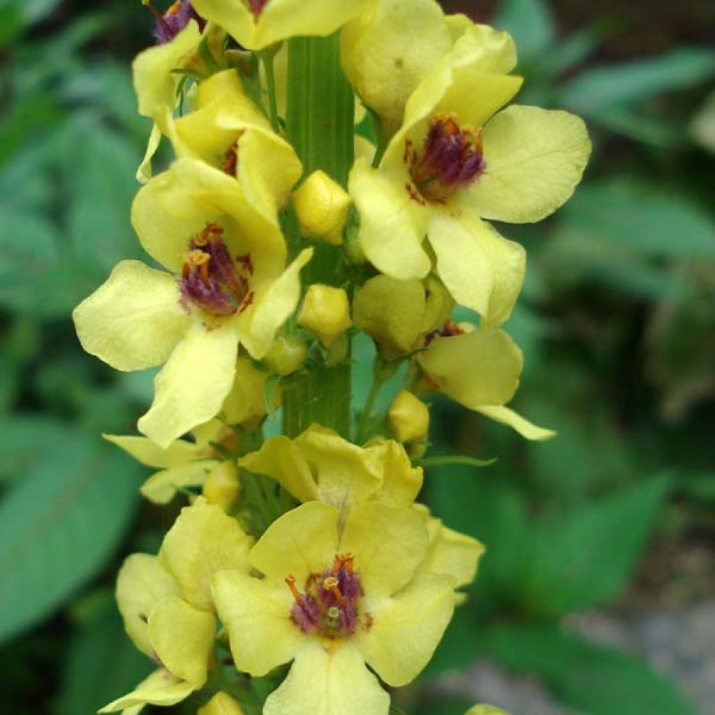 Verbascum Cotswold Queen - Königskerze