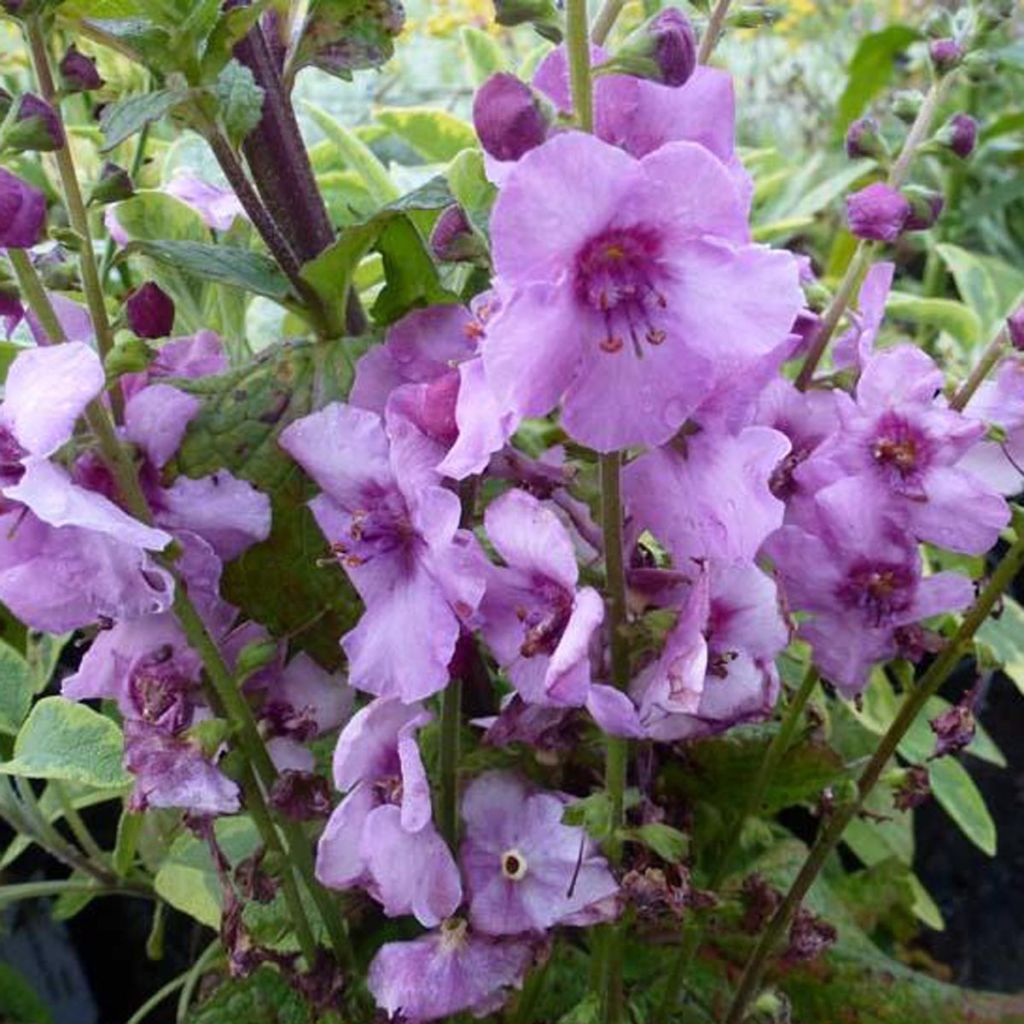 Verbascum Pink Domino - Königskerze