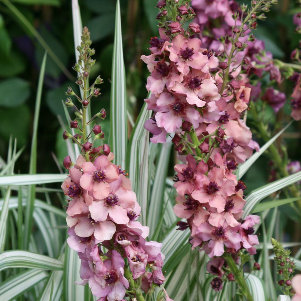 Verbascum hybride Southern Charm - Molène