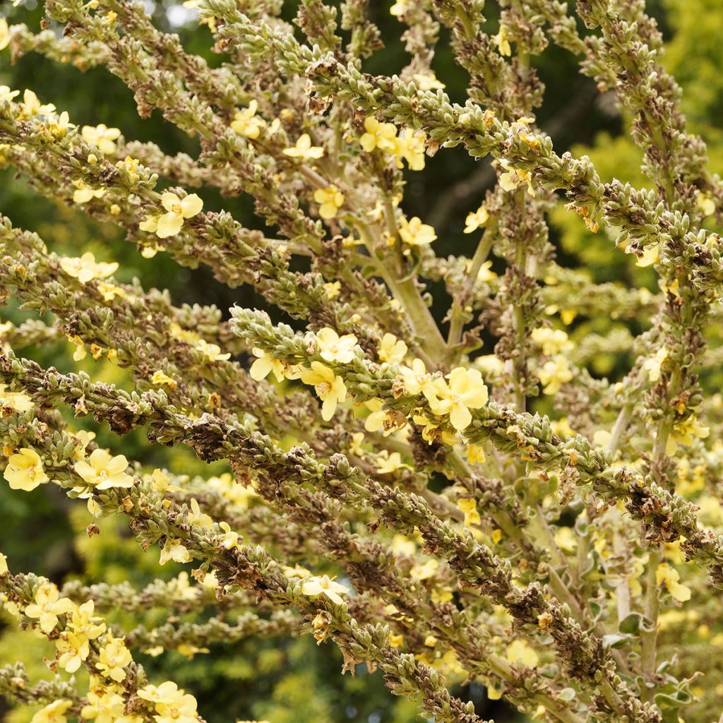 Verbascum olympicum - Olympischer Königskerzen