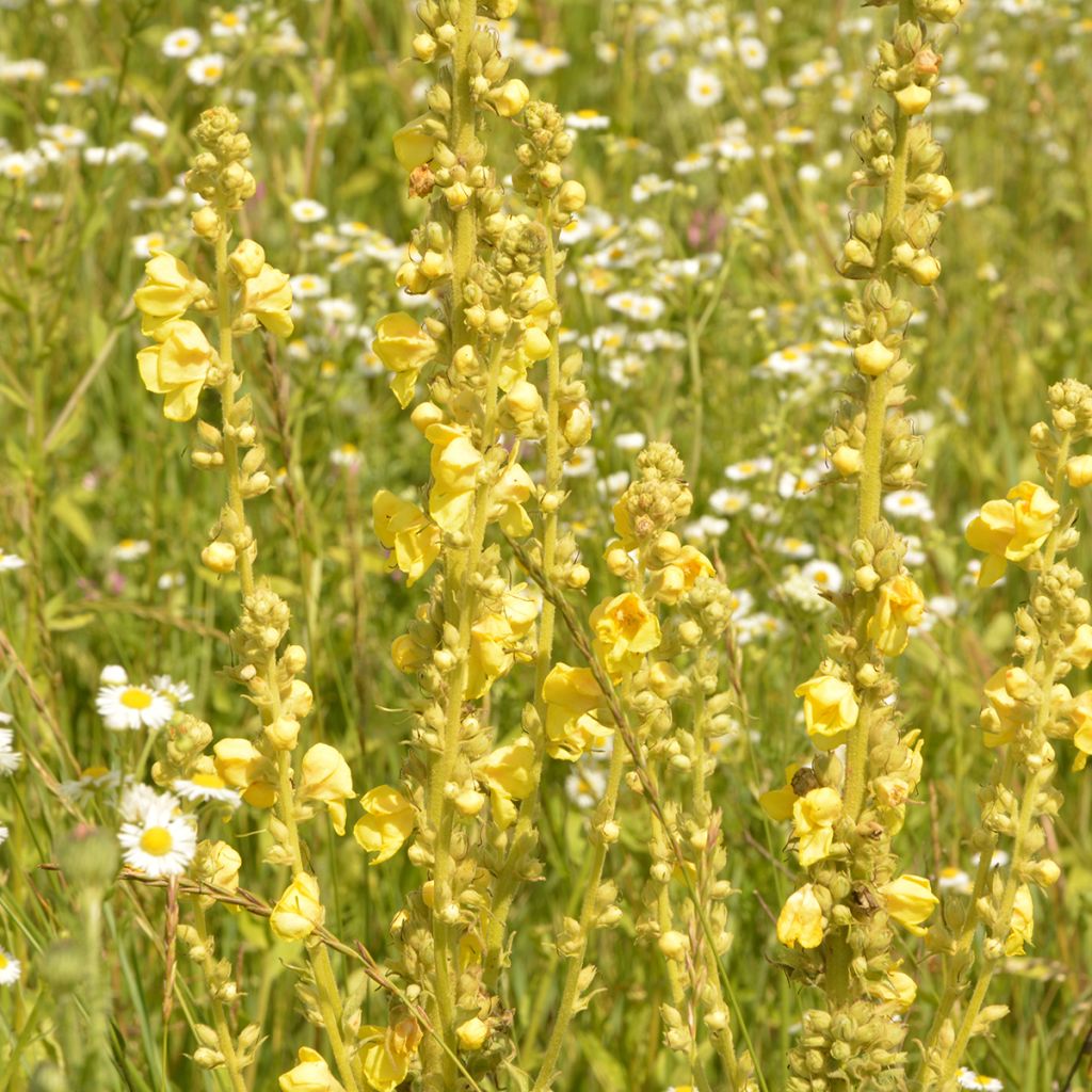 Verbascum olympicum - Olympischer Königskerzen