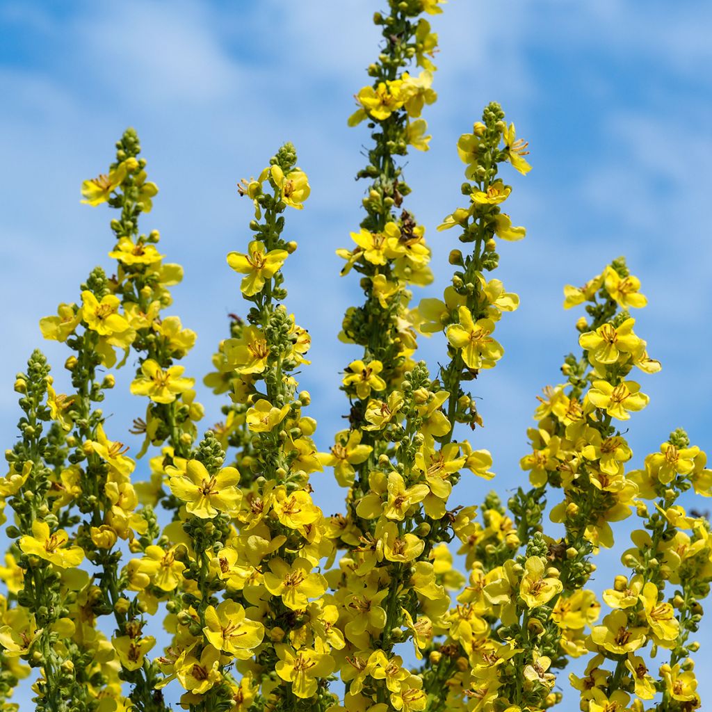 Verbascum olympicum - Olympischer Königskerzen