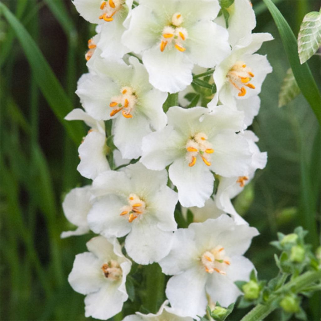 Verbascum phoeniceum Flush of White - Königskerze