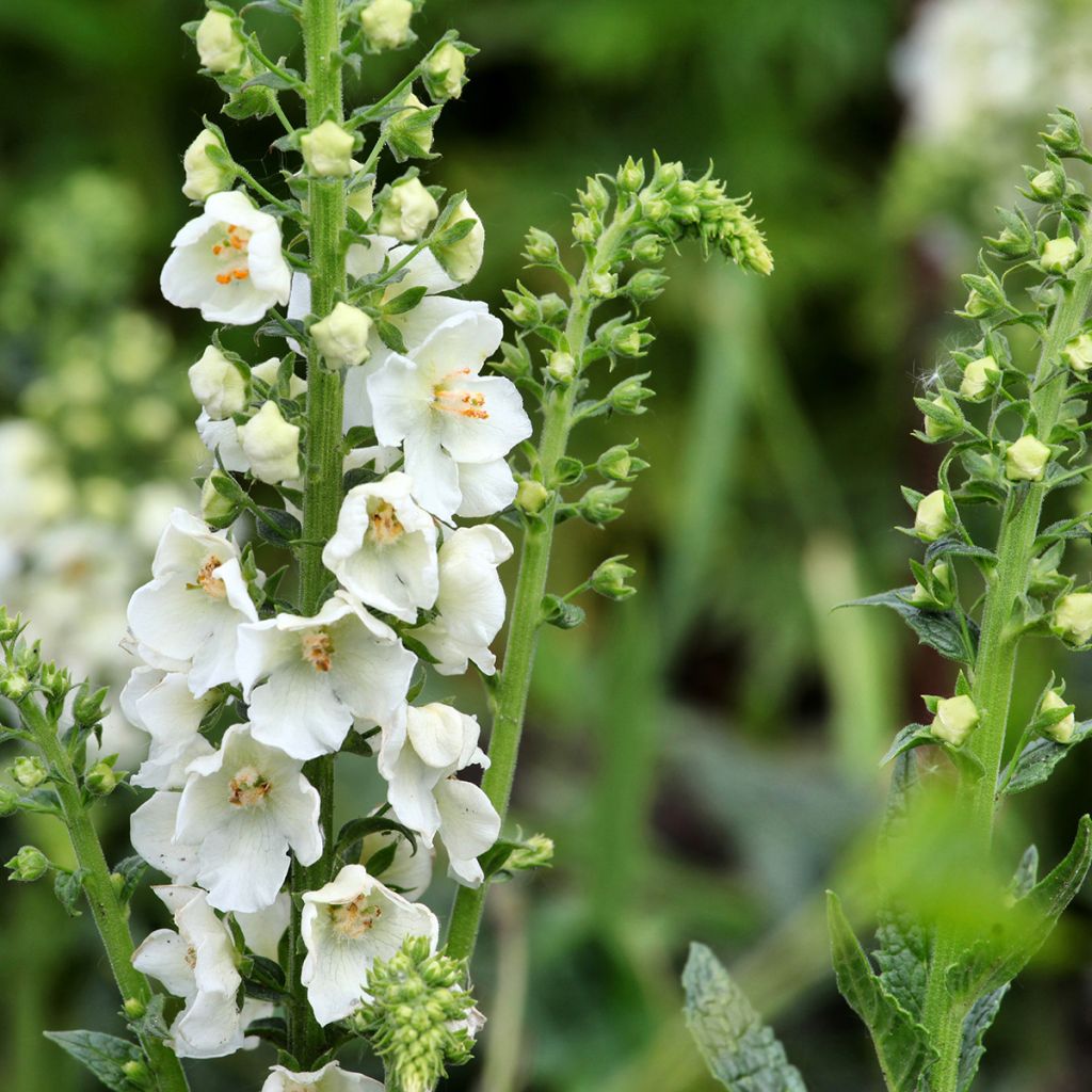 Verbascum phoeniceum Flush of White - Königskerze