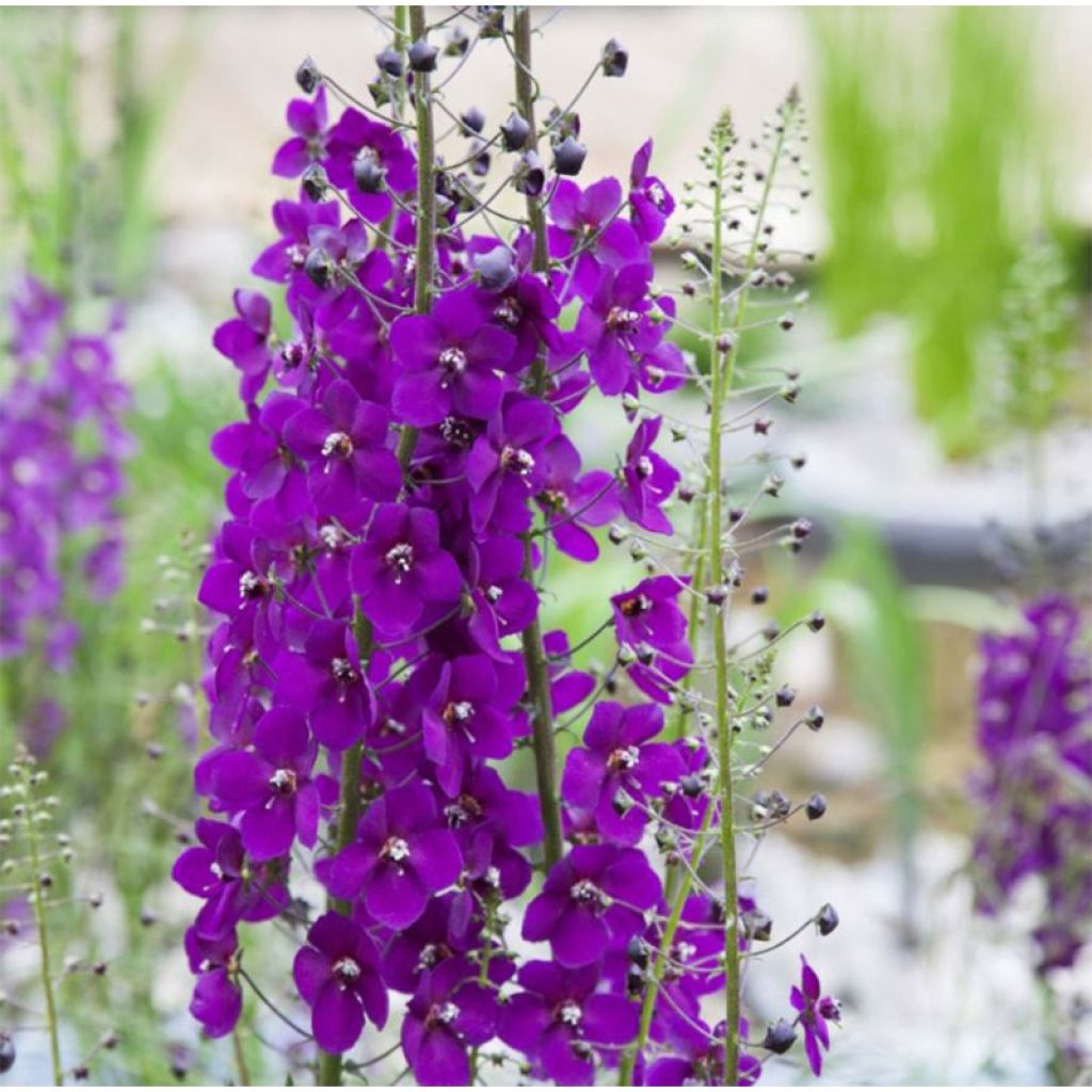 Verbascum phoeniceum Violetta - Violette Königskerze