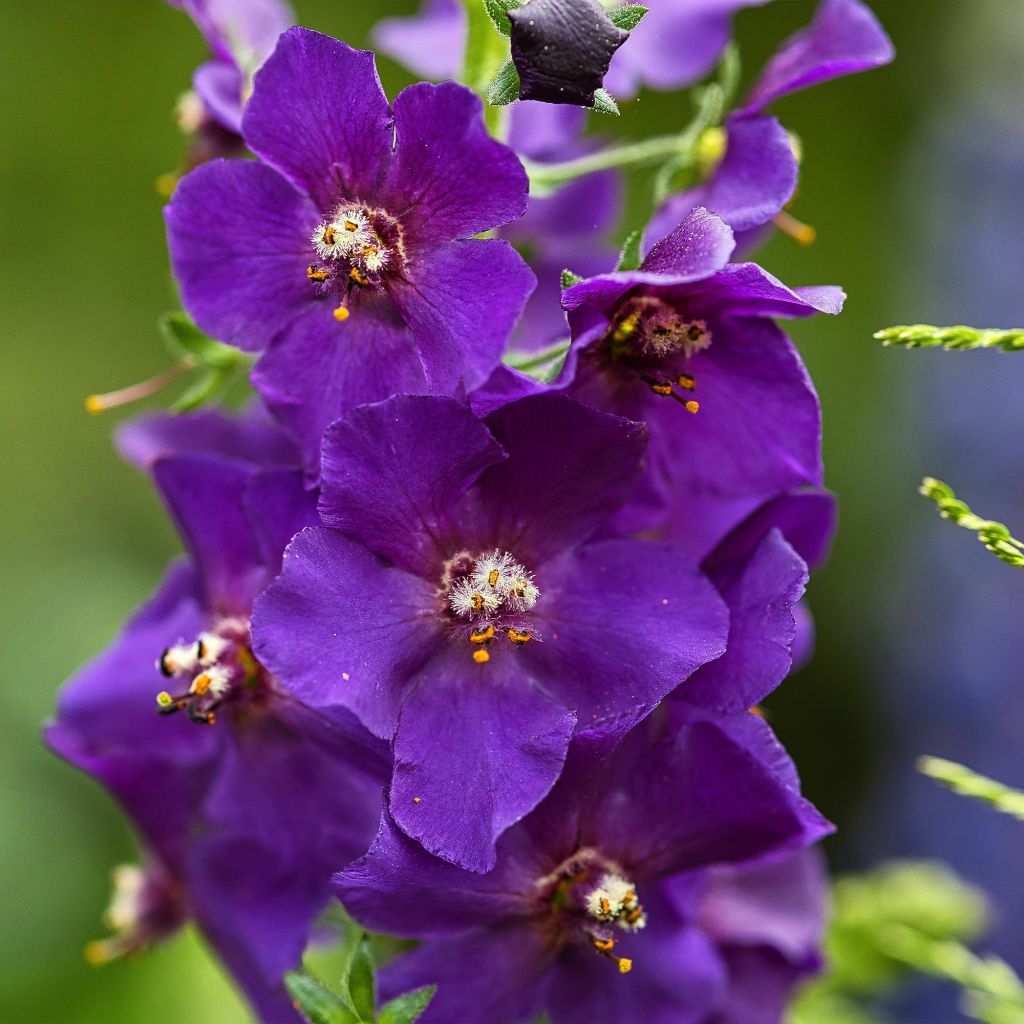 Verbascum phoeniceum Violetta - Violette Königskerze