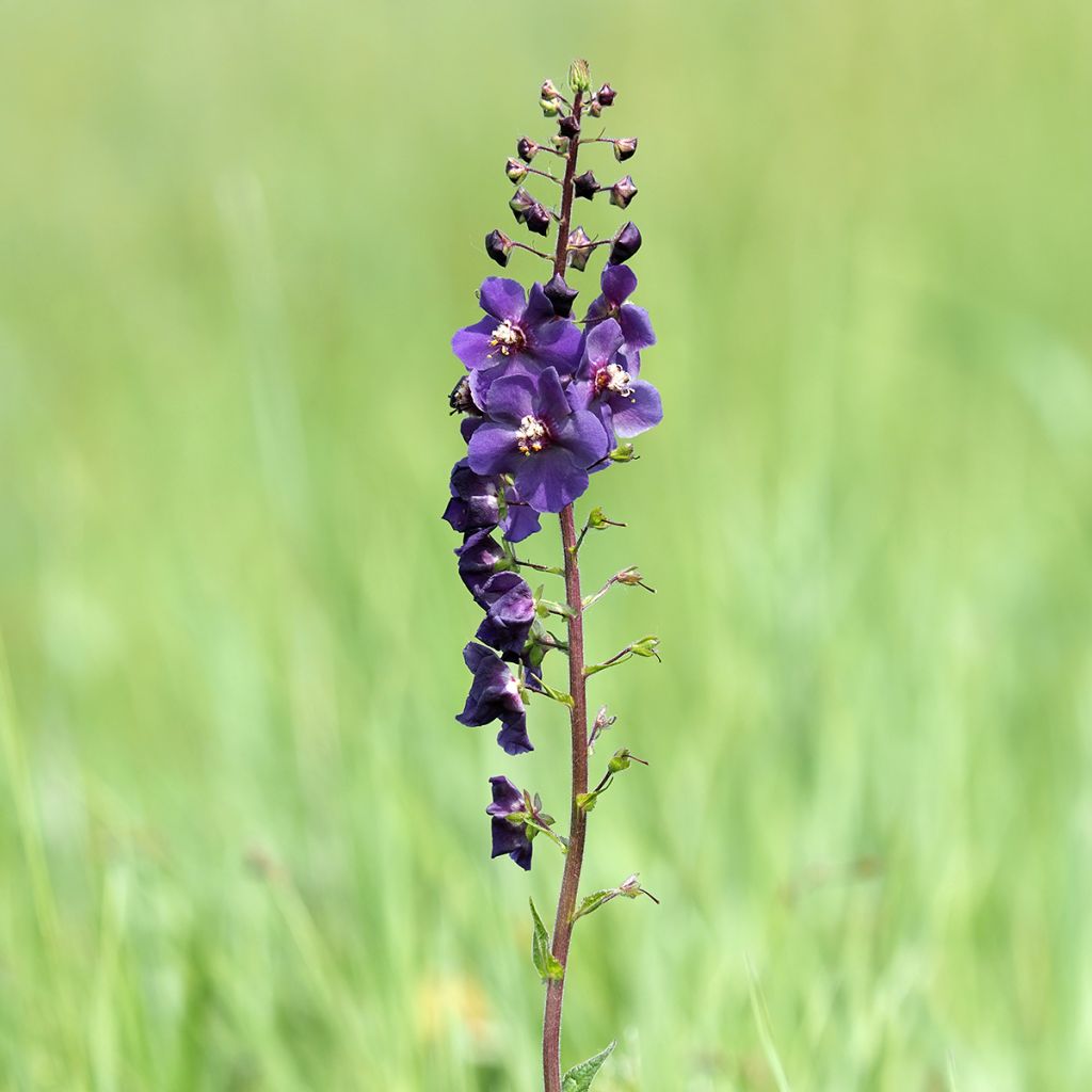 Verbascum phoeniceum Violetta - Violette Königskerze