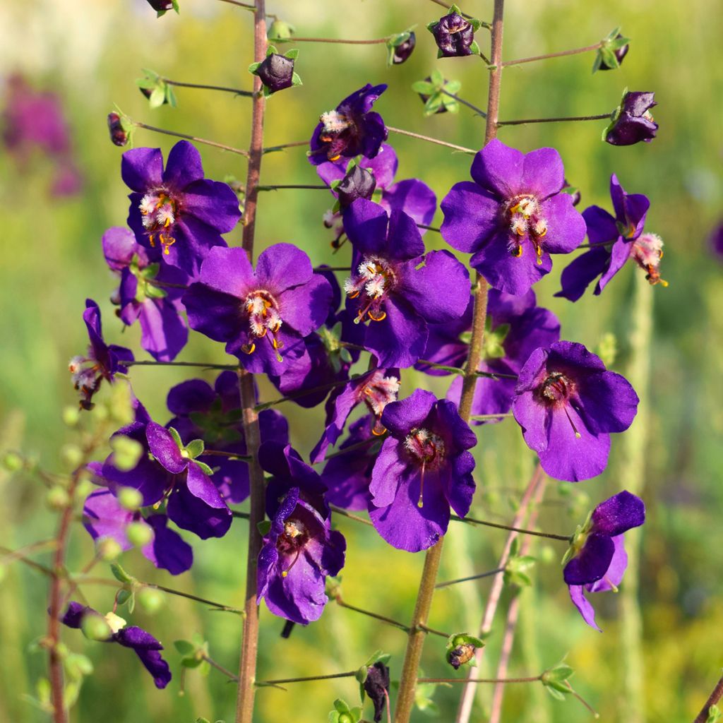 Verbascum phoeniceum Violetta - Violette Königskerze