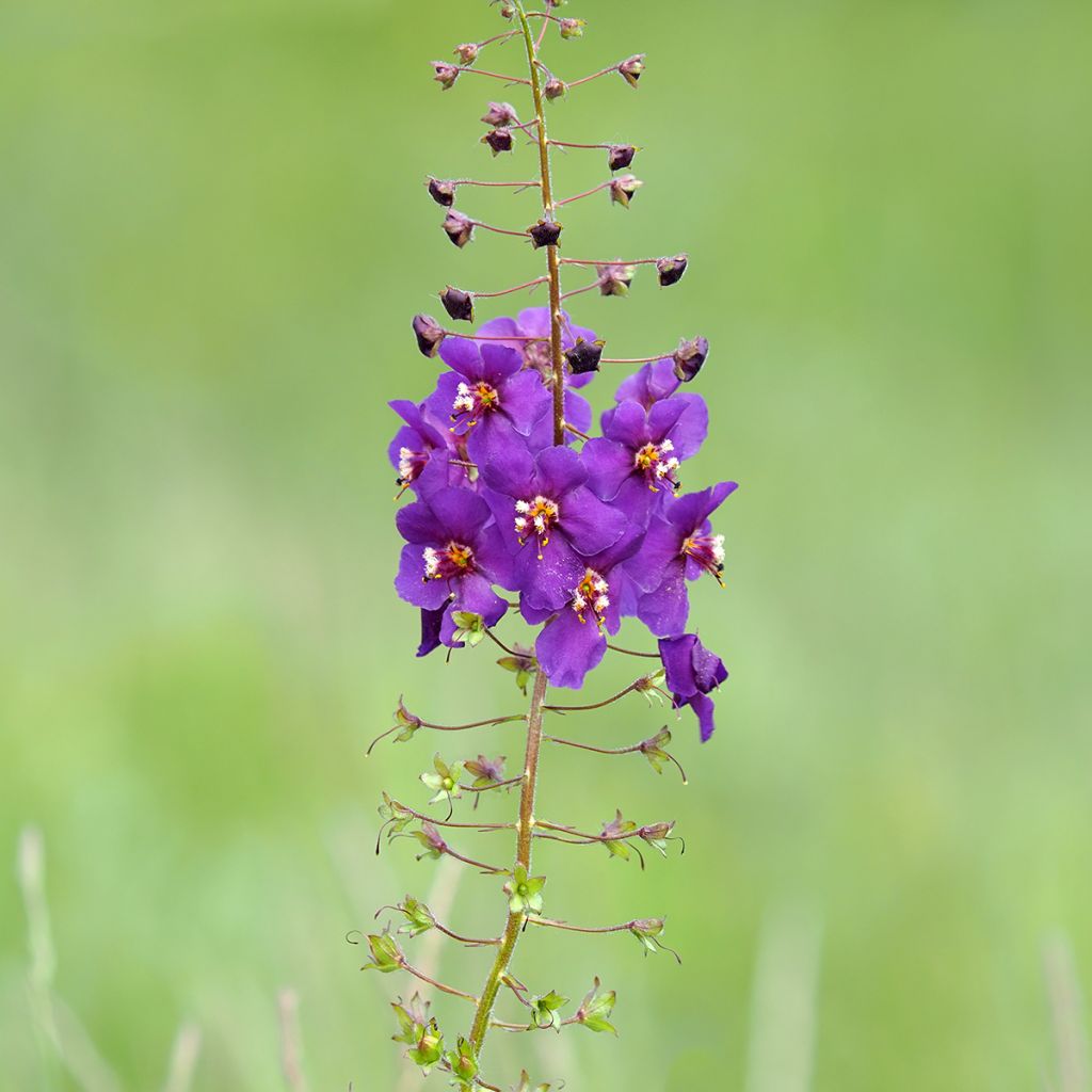 Verbascum phoeniceum Violetta - Violette Königskerze