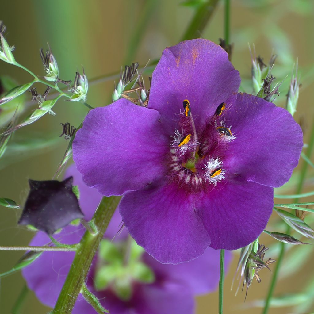 Verbascum phoeniceum Violetta - Violette Königskerze