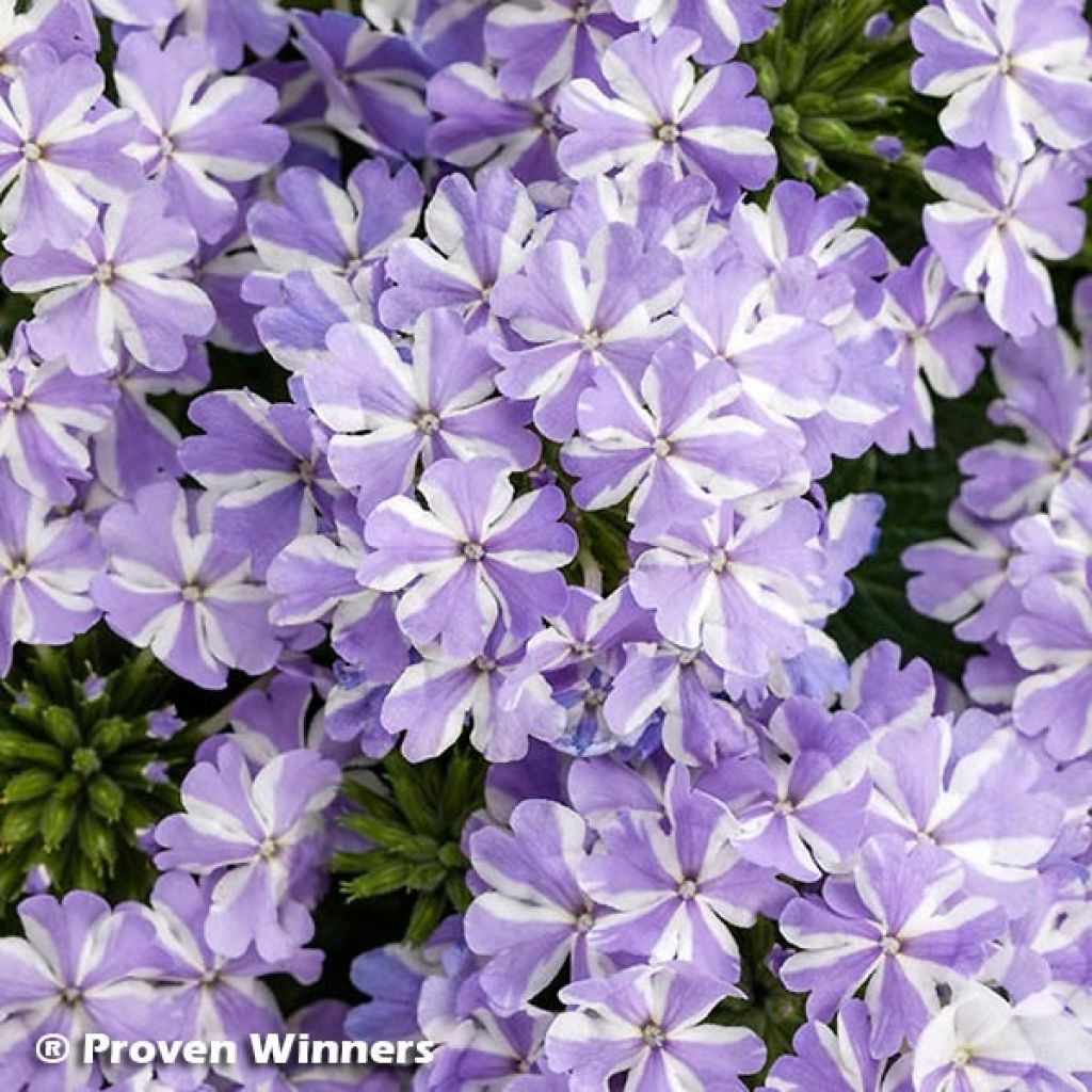 Verbene Virgo Lavender Star