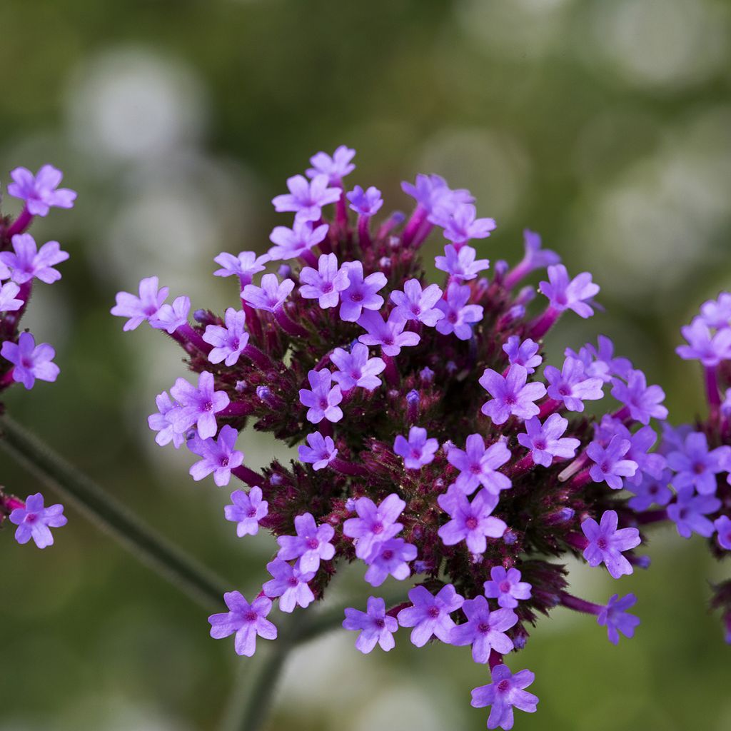 Verbena bonariensis Vanity - Argentinisches Eisenkraut