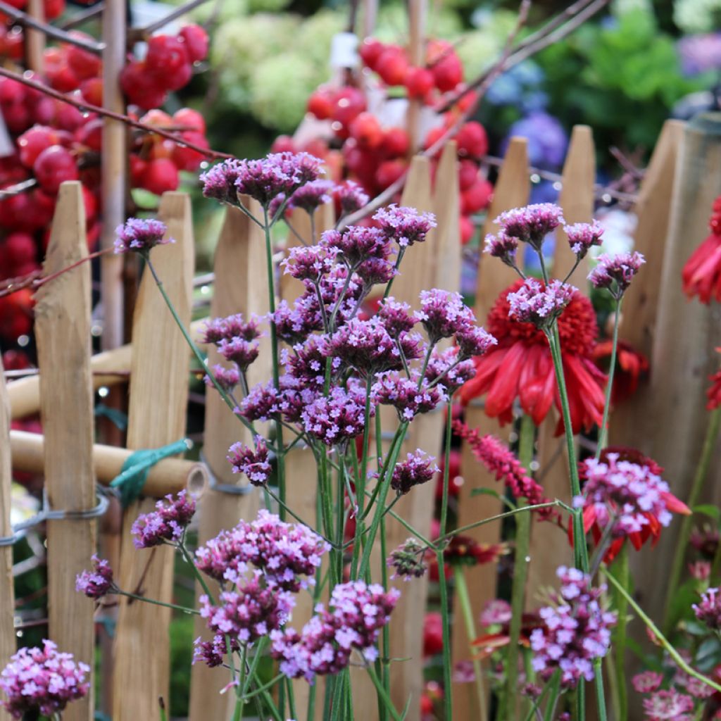 Verbena bonariensis - Argentinisches Eisenkraut