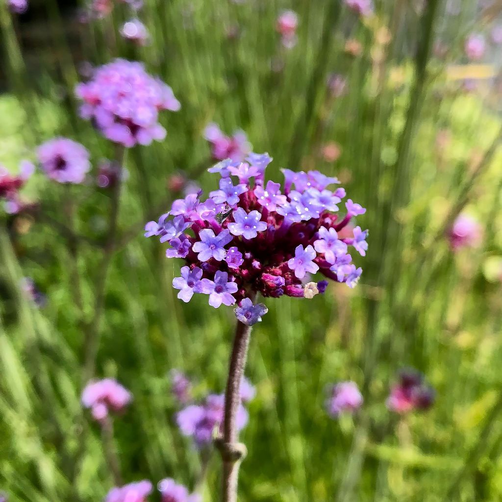 Verbena bonariensis - Argentinisches Eisenkraut