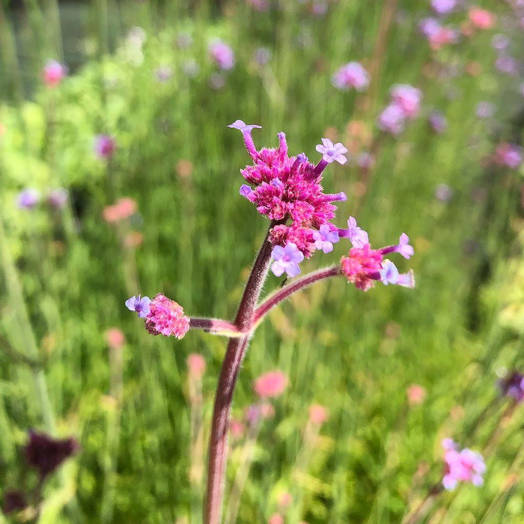 Verbena bonariensis - Argentinisches Eisenkraut