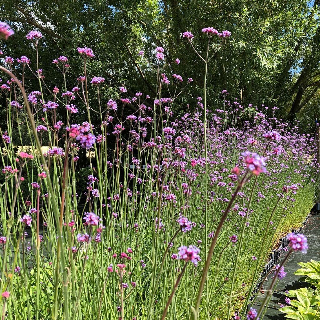 Verbena bonariensis - Argentinisches Eisenkraut