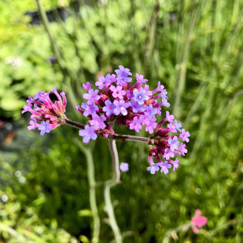 Verbena bonariensis - Argentinisches Eisenkraut