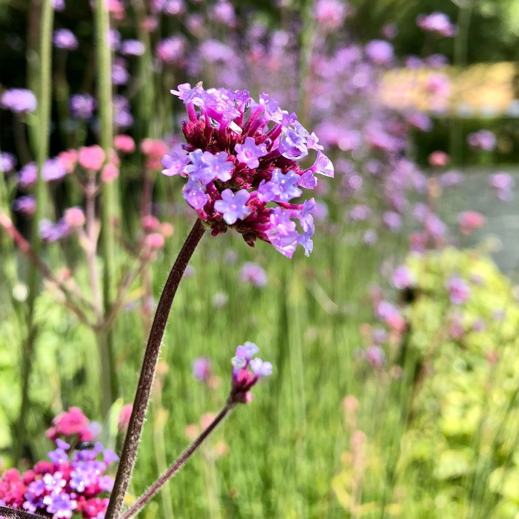 Verbena bonariensis - Argentinisches Eisenkraut