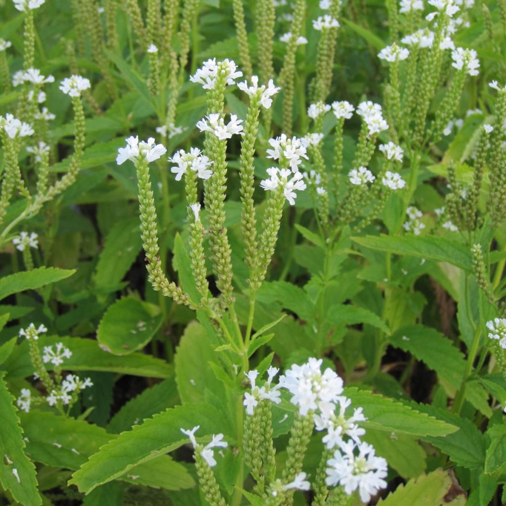 Verbena hastata Alba - Lanzen-Eisenkraut