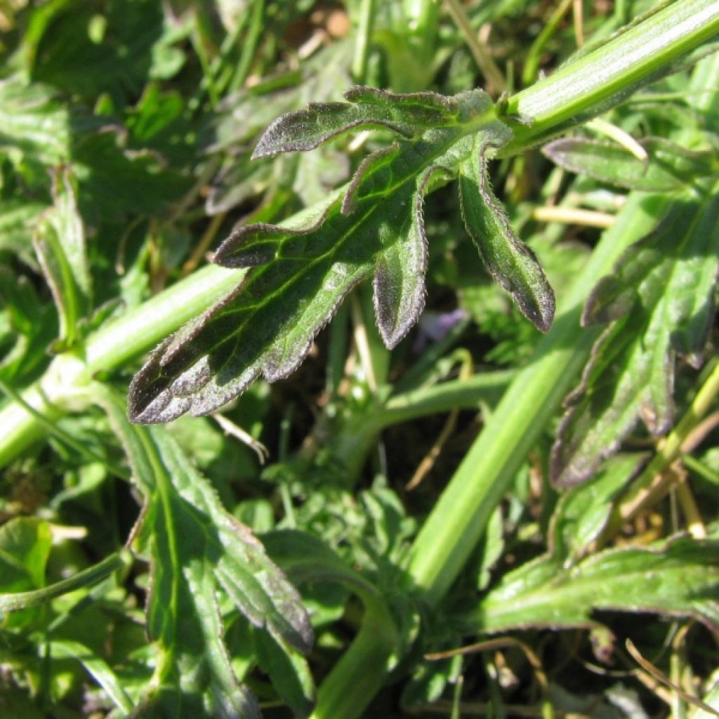 Echtes Eisenkraut - Verbena officinalis