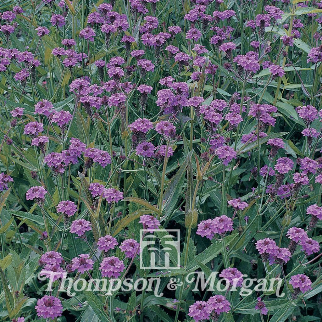 Verbena rigida (Samen) - Steifes Eisenkraut