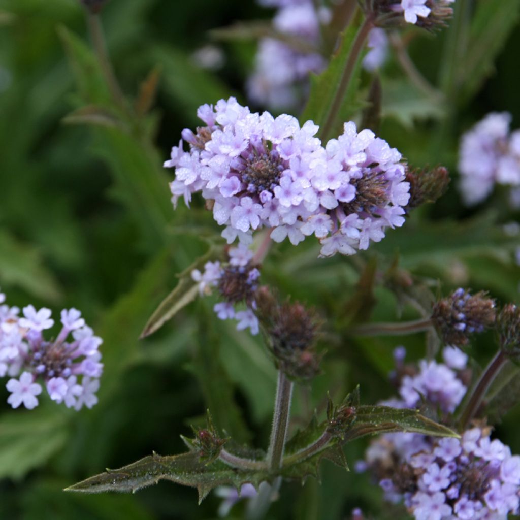 Verbena rigida Polaris - Steifes Eisenkraut