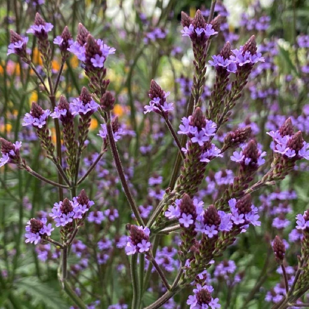 Verbene Lavender Spires