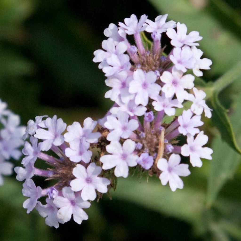 Verbena rigida Polaris - Steifes Eisenkraut