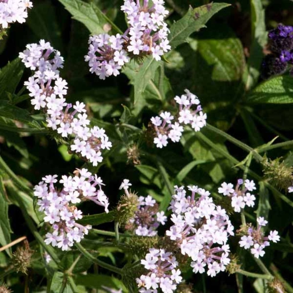 Verbena rigida Polaris - Steifes Eisenkraut