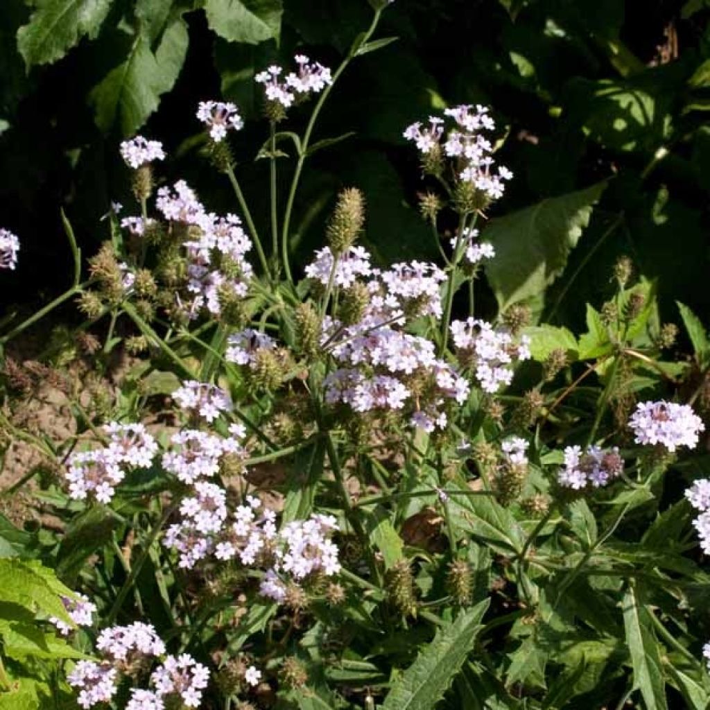 Verbena rigida Polaris - Steifes Eisenkraut