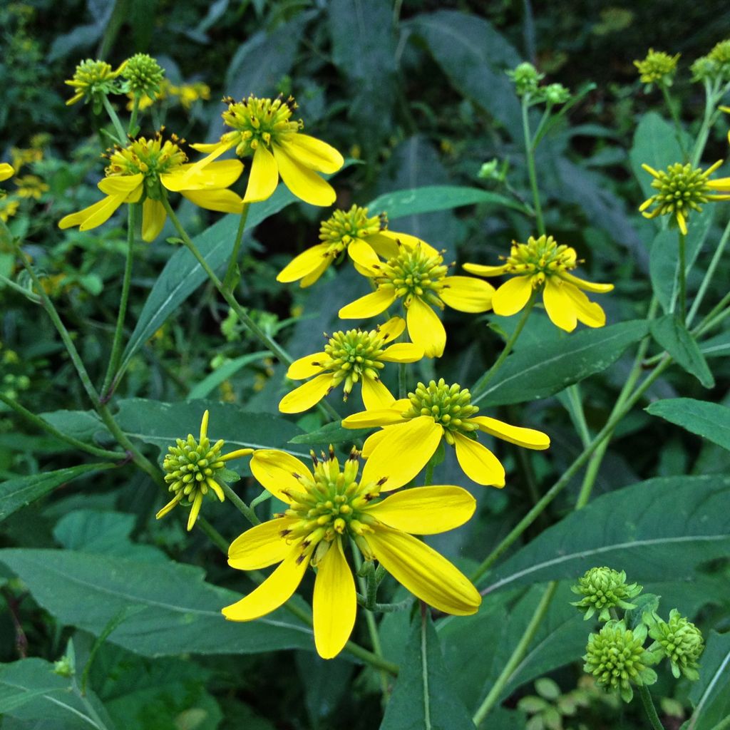 Verbesina alternifolia - Wechselständige Verbesina